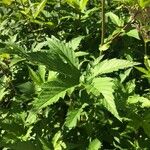 Filipendula rubra Leaf