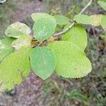 Viburnum lantanaFolio