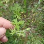 Geranium asphodeloides 葉