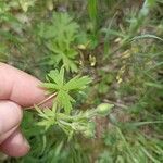 Geranium asphodeloides Leaf