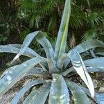 Agave americana Hábito