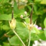 Geranium × oxonianum Fruto