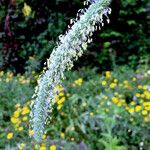 Phleum pratense Drugo