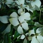 Cornus hongkongensis Flower