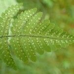 Gymnocarpium dryopteris Levél