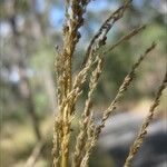 Sporobolus fertilis Fruit