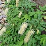 Sanguisorba canadensis ᱵᱟᱦᱟ