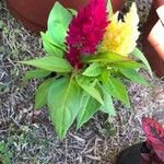 Celosia argenteaFlower