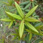 Rhododendron barbatum Folha