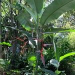 Heliconia metallica आदत