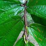 Theobroma grandiflorum Hoja