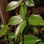 Trachelospermum jasminoides Blatt