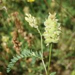 Astragalus cicer Hábito