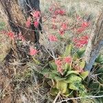 Aloe secundiflora Kukka