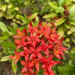 Ixora coccinea花