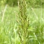 Poa trivialis 果實