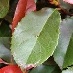 Photinia fraseri Leaf