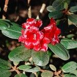 Rhododendron beanianum Flower