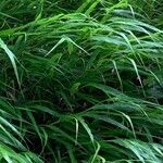 Hakonechloa macra Leaf