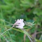 Vicia hirsuta Flower