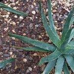 Aloe versicolor Листок