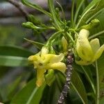 Tabernaemontana persicariifolia Flower