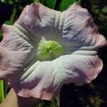 Brugmansia suaveolens Цвят