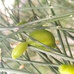 Retama monosperma Fruit