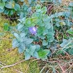 Vinca major Hábitos