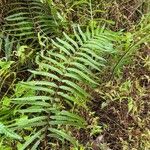 Thelypteris interrupta Folio