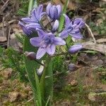 Scilla verna Flower