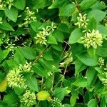 Abelia chinensis Habit