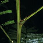 Parkia velutina Corteza