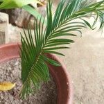 Cycas revolutaЛист