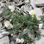 Ranunculus seguieri Plante entière