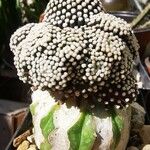 Mammillaria luethyi Hoja