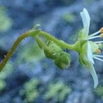 Saxifraga aspera Fruit