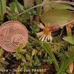 Taraxacum besarabicum Flower