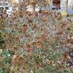 Monardella odoratissima Plod