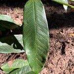 Treculia africana Folha