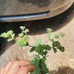 Euphorbia hirsuta ফুল
