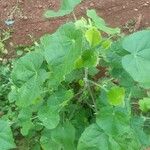 Abutilon indicum Feuille