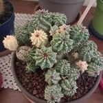 Euphorbia mammillaris Leaf