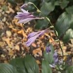 Hosta lancifolia Flor