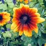 Rudbeckia hirtaΛουλούδι