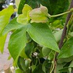 Passiflora quadrangularis Blatt