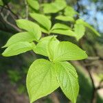 Stewartia pseudocamellia Folla