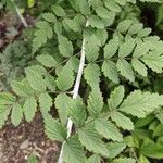 Rubus thibetanus Hoja