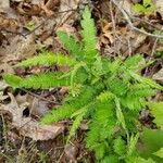 Comptonia peregrina Leaf