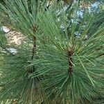 Pinus ponderosa 葉